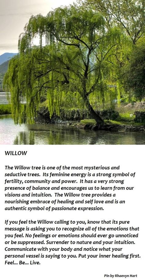 Trees Associated with Hecate: The Willow Tree Willow Tree Illustration, Willow Tree Tattoos, Tree Quotes, Willow Trees, Weeping Willow Tree, Beautiful Trees, Weeping Willow, Celtic Tree, Tree Illustration