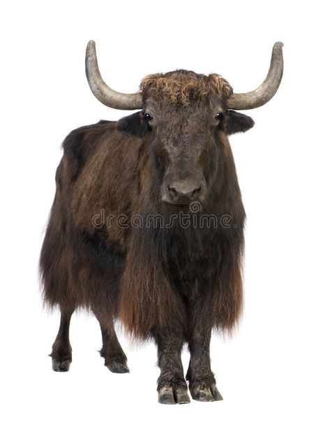 Yak. In front of a white background , #AFFILIATE, #front, #Yak, #background, #white #ad Bull Animal, Buy Posters, Poster Mockup, Background White, Animal Photo, Animals Wild, Mammals, Stock Images Free, Moose Art