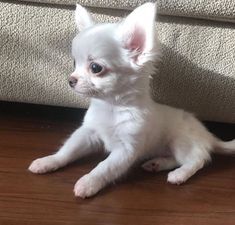 #chihuahua #chiwawa  #chihuahua #chiwawa Chihuahua Puppies Aesthetic, Chiuahaha Puppies, Chichuachua Puppies, Mini Chiwawa, Chuachua Dog, Chiwawa Puppy, Cute Chiwawa, Fluffy Chihuahua, Mini Chihuahua