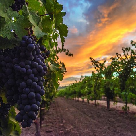 Grape Vineyard Photography, Koshu Grapes, Winery Landscape, Grape Orchard, Vineyard Photos, Vineyard Aesthetic, Wine Tree, Grape Picking, Vineyard Photography