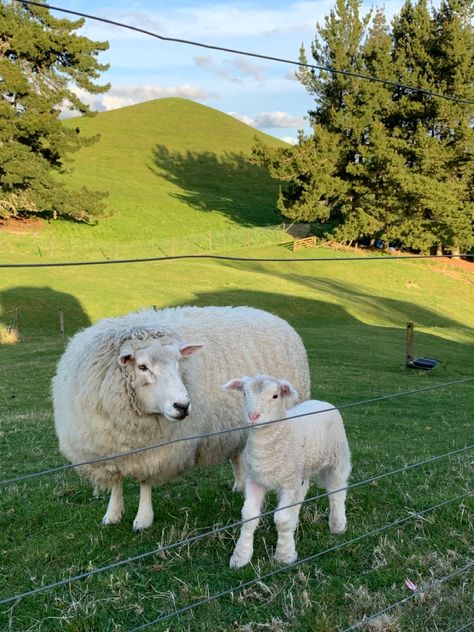 Abandoned Farmhouse, Abandoned Cities, Future Farms, Farm Lifestyle, Baby Lamb, Sheep Farm, Sheep And Lamb, Horse Ranch, Spring Baby