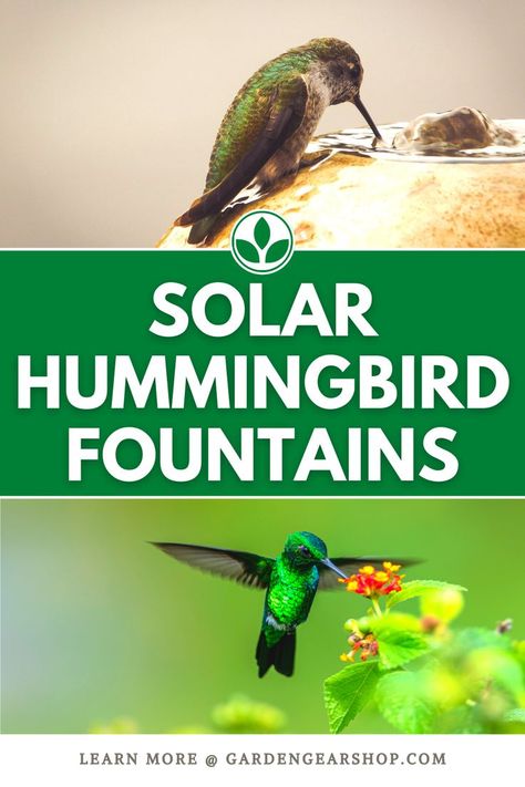 Solar Hummingbird Fountains Hummingbird Bath Fountain, Hummingbird Bath, Hummingbird Fountain, Beautiful Creatures, Planting, Most Beautiful, Solar, Seeds, Bath