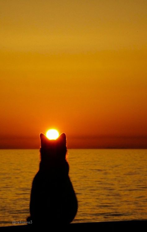 Blurred Background Photography, Sunset Nature, Cat Aesthetic, Sunset Pictures, Sunset Photos, Animal Wallpaper, Animals Of The World, Cat Theme, الرسومات اللطيفة