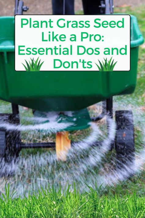 Plant Grass Seed Like a Pro: Essential Dos and Don'ts Planting Grass Seed Summer, How To Lay Grass Seed, How To Make Grass Seed Grow Fast, How To Get Grass Out Of Flower Beds, Best Time To Plant Grass Seed, How To Plant Grass Seed Lawn, Planting Grass Seed, Forget Me Not Seeds, Planting Grass