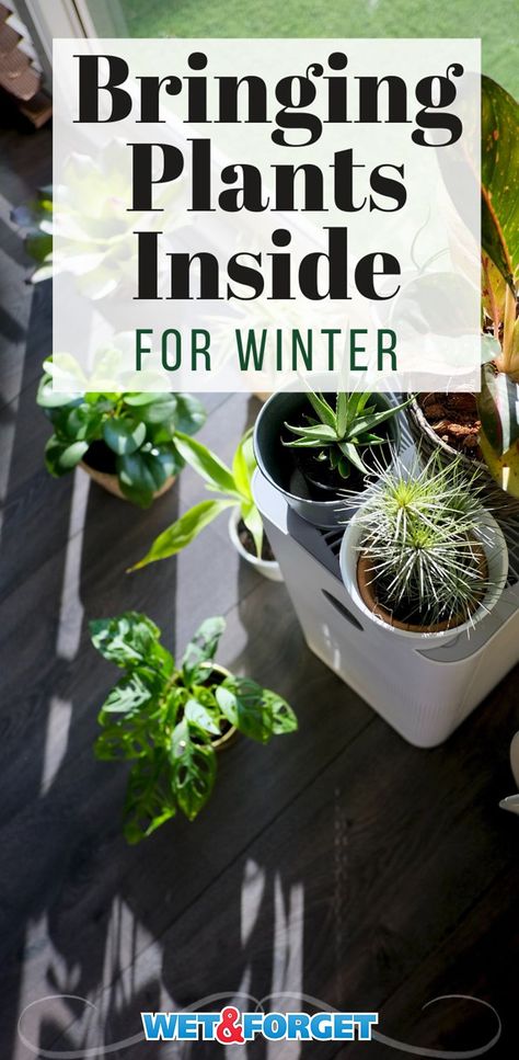 Preparing Plants For Winter, Bringing House Plants In For The Winter, When To Bring Plants Indoors, Bring Outdoor Plants Inside, Moving Plants Inside For Winter, Bringing Plants Indoors For Winter, How To Bring Plants Inside For Winter, How To Bring Outdoor Plants Inside, Moving Plants Indoors For Winter