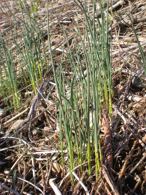 Wild Onions In Yard, Spring Foraging, Wild Foraging, Wild Onions, Edible Wild Plants, Wild Garlic, Lawn And Landscape, Living Off The Land, Edible Food