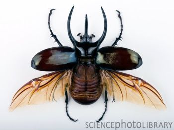 This image is part of the feature Ten Amazing Beetle Facts    Credit: PASCAL GOETGHELUCK/SCIENCE PHOTO LIBRARY    Caption: Male Atlas beetle (Chalcosoma atlas). The wings are shown in the open position. This beetle is native to Malaysia. The mounted specimen shown here is about 10 centimetres long. Beetle With Wings, Scarab Beetle Wings Open, Beetle Wings Open, Beetle Tattoo, Beetle Wings, Beetle Art, Posca Marker, Insect Photography, Bug Tattoo