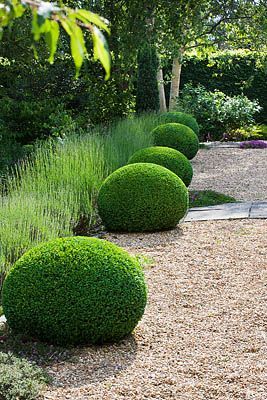 gravel, box and lavender Topiary Garden, Gravel Garden, Formal Gardens, Gorgeous Gardens, Garden Cottage, Country Gardening, Garden Spaces, Front Garden, Modern Garden