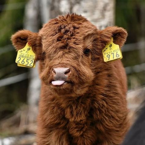 Cows Lover on Instagram: "Tounge out 🥰 ~ double tap Tag someone who needs to see this 💥 - Credit: @riuttahighland - Follow @cowsplanet 🐄 - #cow #cows #cowsofinstagram #cowstagram #cowselfie #cowsofig #cowsmakemehappy #cowlife #cowsarecool #cowsarecute #cowseverywhere #cowsfordays #cowslife #cowsrule" Click The Link, Cow, Funny, On Instagram, Instagram