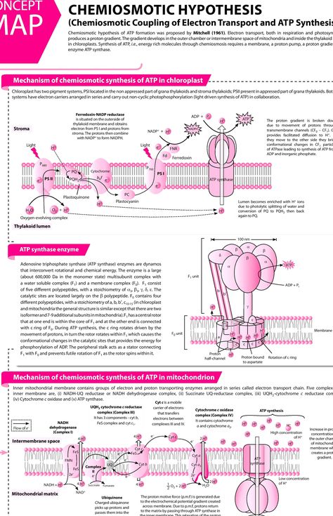 #Chemiosmotic #Hypothesis - #Concept #Map - #MTG #Biology #Today #Magazine #JEEMain #JEEAdvanced #Class11 #ClassXI #Class12 #ClassXII Chemiosmotic Hypothesis, Brain Maps, Campbell Biology, Biochemistry Notes, Concept Maps, Biology Revision, Jee Mains, Basic Physics, Chemistry Education