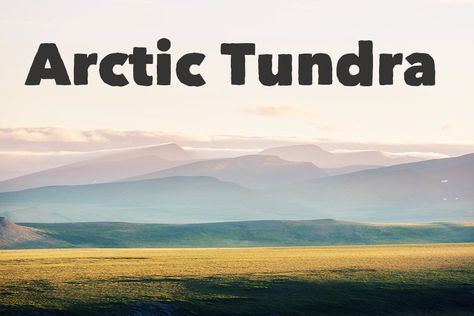 Tundra Biome, Arctic Tundra, Summer Temperature, Bird Migration, Stem Learning, Arctic Fox, Biome, Social Studies, Mammals