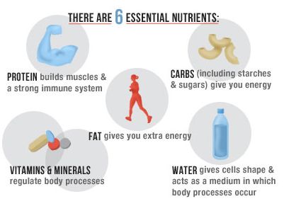 Six Essential Nutrients 6 Essential Nutrients, Strawberry Nutrition Facts, Nutrition Classes, Culinary Classes, Vitamins For Energy, Nutrition Food, Family And Consumer Science, Nutrition Course, Cooking Classes For Kids