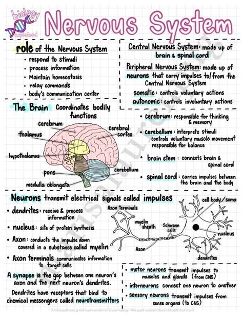 Human Anatomy Biology, 11 Body Systems Notes, Study Of Science, Notes On Biology, Biology Notes Aesthetic Nervous System, Systems In The Body Human Anatomy, Science Human Body Notes, Immune System Notes Biology, Biology Anatomy And Physiology