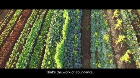 Life in Syntropy Agro Forestry, Biointensive Gardening, Regenerative Agriculture, Permaculture Gardening, Permaculture Design, Flower Farmer, Growing Food, Flower Farm, Garden Styles