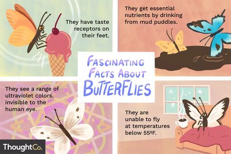 10 Fascinating Facts About Butterflies Monarch Butterfly Facts, Facts About Butterflies, Butterfly Facts For Kids, Ultraviolet Color, Butterfly Facts, About Butterflies, Butterfly Habitat, Fun Facts For Kids, 10 Interesting Facts