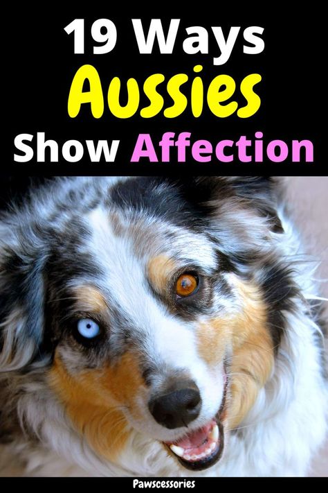 In this post you’ll discover: 19 ways australian shepherds show their affection Whether australian shepherds are affectionate with their whole family How to get an australian shepherd to be more affectionate with you And much, much more Grooming Australian Shepherd, Aussie Shepherd Puppy, Mini Aussie Puppy, Aussie Shepherd, Aussie Puppies, Mini Aussie, Australian Shepherd Puppies, Aussie Dogs, Dog Brushing