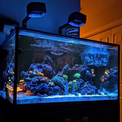 Glow In The Dark Fish Tank, At Home Aquarium, Glow Fish, Aquarium Architecture, Aquarium Stand, House Pictures, Aquarium Tank, Home Aquarium, House In Nature