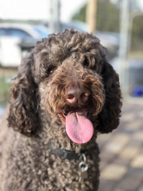 Available Dogs - Carolina Poodle Rescue Giant Poodle, Poodle Rescue, House Training Dogs, Poodle Mix, Types Of Dogs, Waiting List, Standard Poodle, Poodle Dog, Canine Companions