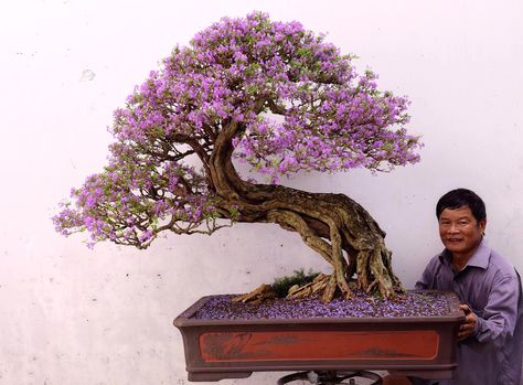 Big Bonsai tree with wonderful purple flowers, not entirely sure about the tree species though, perhaps a Jacaranda? Photo by Thang Tran. #bonsai #bonsaitree Big Bonsai Tree, Growing Bonsai, Flowering Bonsai, Bougainvillea Bonsai, Best Grow Lights, Bonsai Tree Types, Bonsai Care, Bonsai Techniques, Indoor Bonsai Tree