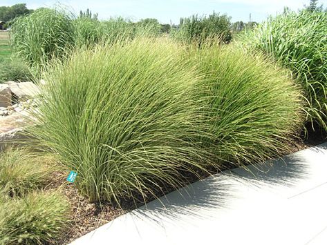 Morning Light Maiden Grass | Wilson Nurseries Maiden Grass Landscaping, Miscanthus Morning Light, Miscanthus Sinensis Gracillimus, Waterwise Landscaping, Grass Landscaping, West Jordan Utah, Deer Resistant Garden, Miscanthus Sinensis, Late Summer Flowers