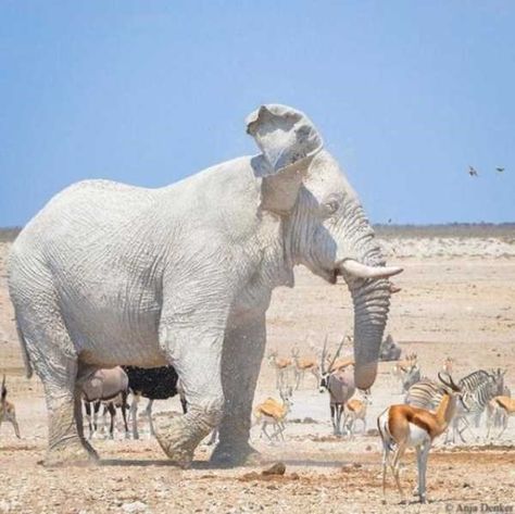 Rare Albino Animals, Etosha National Park, Albino Animals, Unusual Animals, Elephant Love, Rare Animals, Majestic Animals, An Elephant, Amazing Animals