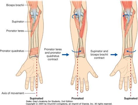 Triceps Brachii Muscle, Hand Therapy Exercises, Subclavian Artery, Radial Nerve, Ulnar Nerve, Biceps Brachii, Median Nerve, Ligaments And Tendons, Latissimus Dorsi