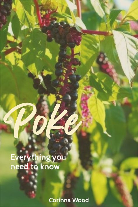 Poke: everything you need to know | Corinna Wood | Poke root, poke berry, poke sallet, it's all here in this comprehensive blog article. Find out poke roots uses for immune strength and vitality. And most importantly, how to use this herb safely. Poke Berry Tincture, Poke Berry Benefits, Pokeberry Uses, Pokeweed Uses, Poke Root Benefits, Poke Berries, Poke Plant, Poke Berry, Poke Root