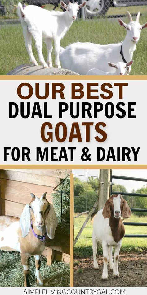 A list of our top picks for Dual-Purpose goats that you can raise on your homestead. Get an overview of each breed, how the meat tastes, whether it is tender, the milk taste and butter fat content, mannerisms, and pros and cons for each. Why dual-purpose goats are a good option. What you can do if you would rather cross-breed a meat goat with a dairy goat to create your own dual-purpose breed. #dualpurpose Meat Goats Breeds, Raising Meat Goats, Chickens And Goats Together, What To Feed Goats, Goat Homestead, Permaculture Backyard, Milking Goats, Goats For Sale, Goat Breeds