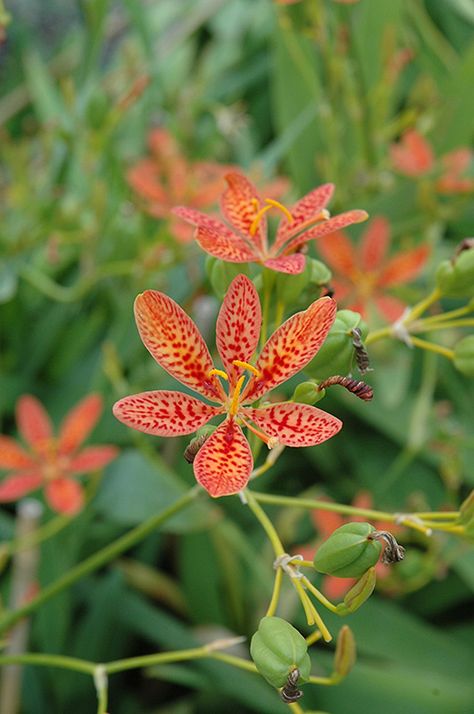 Blackberry Lily-plant h 18in, flower h 3ft, 24in spr; early summer; not from N. Amer. (Belamcanda chinensis) Blackberry Lily, Nursery Garden, Homestead Gardens, Lily Plants, Tall Trees, Perennial Garden, Plant Sale, Types Of Plants, Nurseries