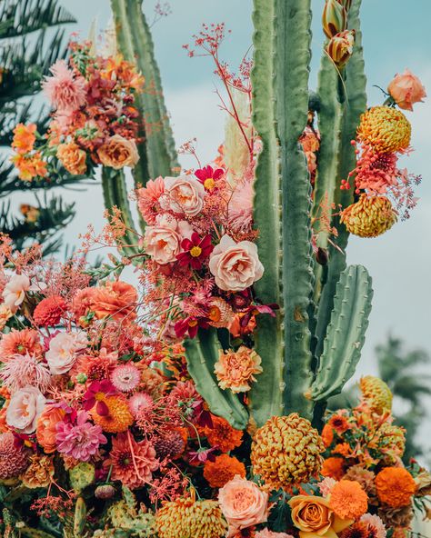 Desert Aesthetic, Desert Vibes, Spring Aesthetic, Mexican Culture, Pretty Plants, Cacti And Succulents, Pretty Flowers, Cactus Plants, Pretty Wallpapers