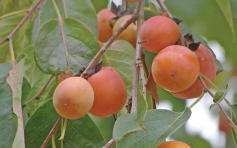 Buy American Persimmon - Diospyros virginiana - 3 Gallon ... Persimmon Wine, American Persimmon, Eucalyptus Deglupta, Persimmon Recipes, Tree Seeds, Persimmon, Fruit Trees, Garden Seeds, Fig