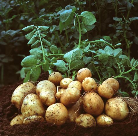 Gardening In Majorca: New daylight hours Avocado Creme, Zucchini Feta, Types Of Potatoes, Growing Potatoes, Non Gmo, Decoration Design, Turks And Caicos Islands, Garden Seeds, Trinidad And Tobago