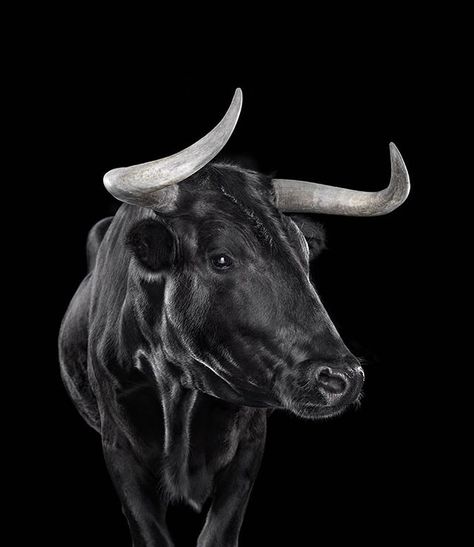 Bull #3 Los Angeles CA 2011.  Limited edition archival digital pigment print.  #colorphotography #commercialphotography #contemporaryart #contemporaryphotography #fineart #fineartphotography #hasselblad #iconicwildlife #nature #naturephotography #phaseone #portrait #portraitphotography #profotousa #wildlife #wildlifephotography  @photoeye_gallery @artistics_com @surroundartgallery  PhotoEye.com DoinelGallery.com Artistics.com SurroundArtGallery.com Bull Wallpaper, Taurus Bull Tattoos, Wild Bull, Bulls Wallpaper, Taurus Bull, Bull Tattoos, Ghost Boy, Exotic Animals, Animal Designs