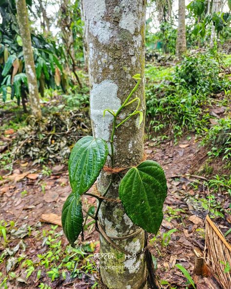 Buy best quality black pepper plants online from Pepper Hub https://www.pepperhub.in/black-pepper-plants/ The black pepper plant is a woody climber and may reach heights of 10 metres (33 feet) by means of its aerial roots. The plant can tolerate cooler or drier weather, but it thrives in tropical environments. A peppercorn plant can grow well as long as it is planted in a warm location with some shade and room for its vines to spread. To ensure that your plant yields the healthiest peppercor... Peppercorn Plant, Black Pepper Plant, Pepper Plant, Pepper Plants, Black Pepper, The Black, Vines, Stuffed Peppers, How To Plan