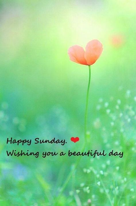 Happy Sunday Pictures, Sunday Messages, Happy Sunday Morning, Sunday Morning Quotes, Sunday Quotes Funny, Sunday Greetings, Good Sunday Morning, Sunday Wishes, Sunday Images