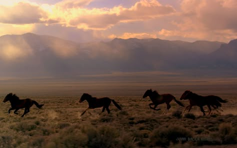 Nevada Aesthetic, Desert Land, Cowboy Like Me, Into The West, Hoover Dam, Wild Mustangs, Horse Aesthetic, Running Horses, Western Aesthetic