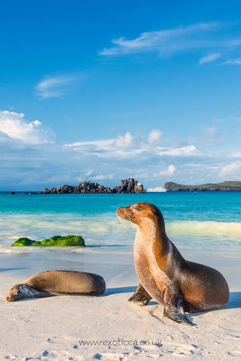 Best Romantic Getaways, Galapagos Tortoise, Adventure Vacation, Vacation Deals, Tropical Destinations, Jules Verne, Beach Rentals, Galapagos Islands, Charles Darwin