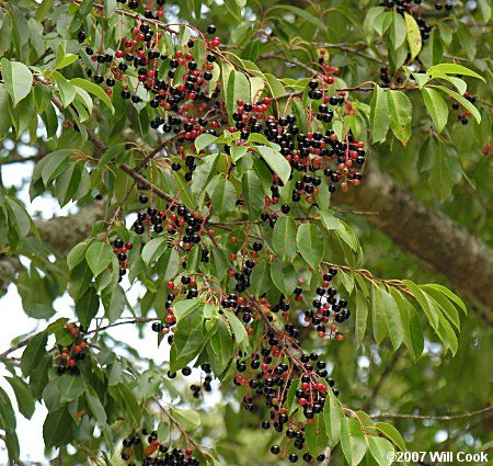 Prunus Serotina, Black Cherry Tree, Cherry Leaf, Seed Dispersal, Lady Bird Johnson Wildflower Center, Lady Bird Johnson, Seed Bank, Invasive Species, Plant List