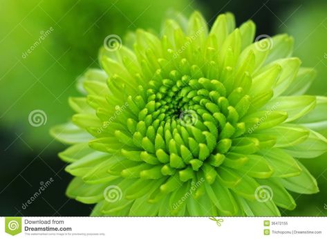 Green Dahlia Flowers | Royalty Free Stock Photo: Green dahlia flower close up Green Dahlia, Flower Tropical, Dahlia Flowers, Flower Close Up, Dahlia Flower, Green Flower, Flower Images, In The Garden, Dahlia