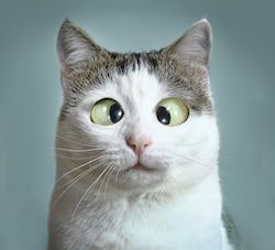 funny cat at ophthalmologist appointmet squinting close up portrait Close Up Portraits, Cat Care, Beautiful Cat, Animal Photo, Funny Cat, Cat Breeds, Pets Cats, Funny Images, Animals And Pets