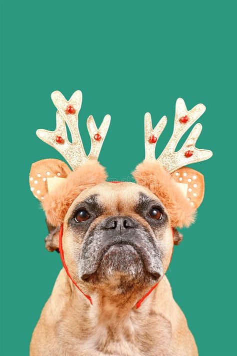 French Bulldog dog wearing Christmas reindeer antler headband royalty free stock photo Christmas Dog Photography Outdoor, Dog Reindeer, Frenchie Christmas, Retro Reindeer Images, Dog Reindeer Antlers, Antler Headband, French Bulldog Dog, Reindeer Antlers, Dog Wear