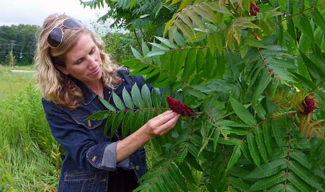 Michigan food expert, author leads foraging workshop Midwest Foraging, Michigan Food, Wild Edibles, Pure Michigan, Local Food, Hands On, Michigan, Plants