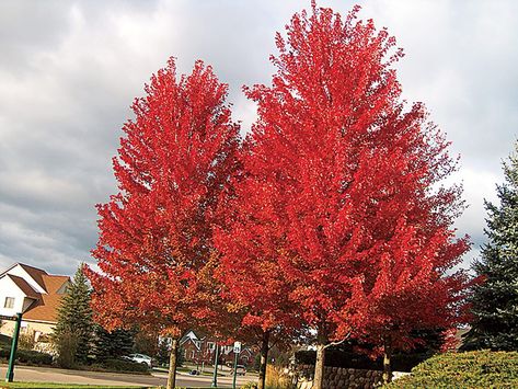 Fast Growing Shade Trees - This Old House Autumn Blaze Maple, Fast Growing Shade Trees, Acer Rubrum, Red Maple Tree, Fast Growing Trees, Red Fall, Garden Shrubs, Red Maple, Tree Seeds