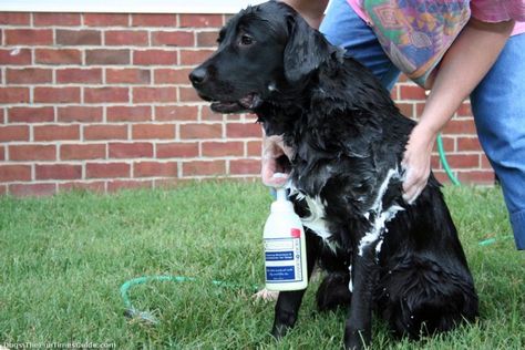 When you have a stinky dog, you need the best dog shampoo for odor - an aromatherapy pet shampoo! (This is my dog Tenor getting a bath outside with my favorite aromatherapy dog shampoo.) photo by Lynnette at TheFunTimesGuide.com Dog Teeth Care, Odor Remedies, Dog Illnesses, Best Dog Shampoo, Dog Skin Care, Smelly Dog, Stinky Dog, Coconut Oil For Dogs, Dog Remedies