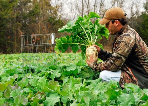 Deer Food Plots, Food Plots For Deer, Deer Food, Plot Ideas, Whitetail Hunting, Whitetail Deer Hunting, Fall Produce, Food Plot, Southern Region