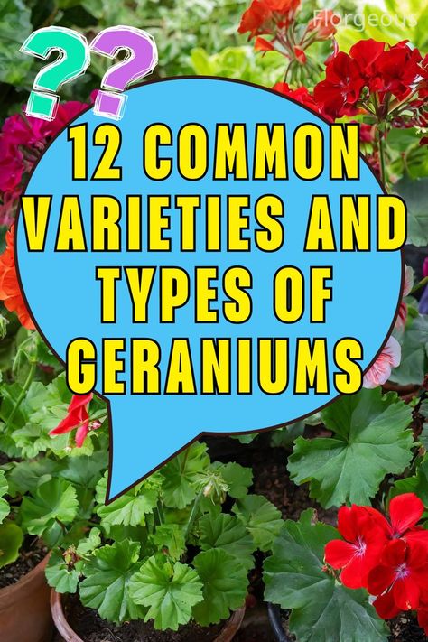 Types of Geraniums Zonal Geraniums, Geranium Color, Ivy Geraniums, Geranium Plant, Diy Hanging Planter, Different Species, Flowering Shrubs, Diy Hanging, Types Of Flowers