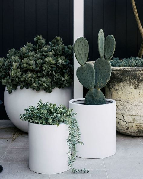 Plant Troughs, Plant Pot Design, Potted Plants Outdoor, Pool Landscape Design, Garden Plant Pots, Garden Life, Planter Pots Outdoor, Outdoor Pots, Jade Plants