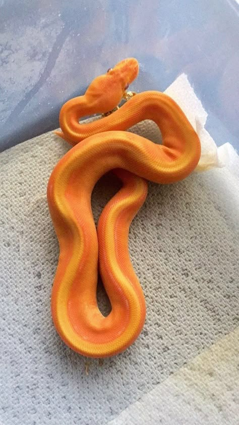 Baby Reptile, Dream Snake, Danger Noodles, Snake Photos, Cool Snakes, Pretty Snakes, Colorful Snakes, Reptile Room, Ball Pythons