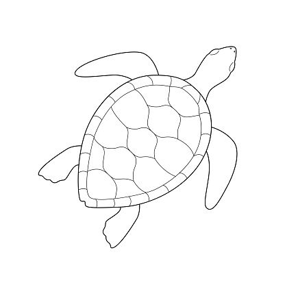 Sea Turtle Clip Art, Turtle Clipart Black And White, Turtle Template Printable Free Pattern, Turtle Drawing Easy, Sea Turtle Clipart, Mushroom Land, Quiet Critters, Turtle Outline, Sea Embroidery