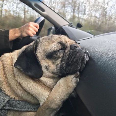 Pug sleeping in car! Dog Collars Girly, Black Pug Puppies, Baby Pugs, Pug Pictures, Pug Mom, Puppies And Kitties, A Pug, Puppy Photos, Pug Puppies